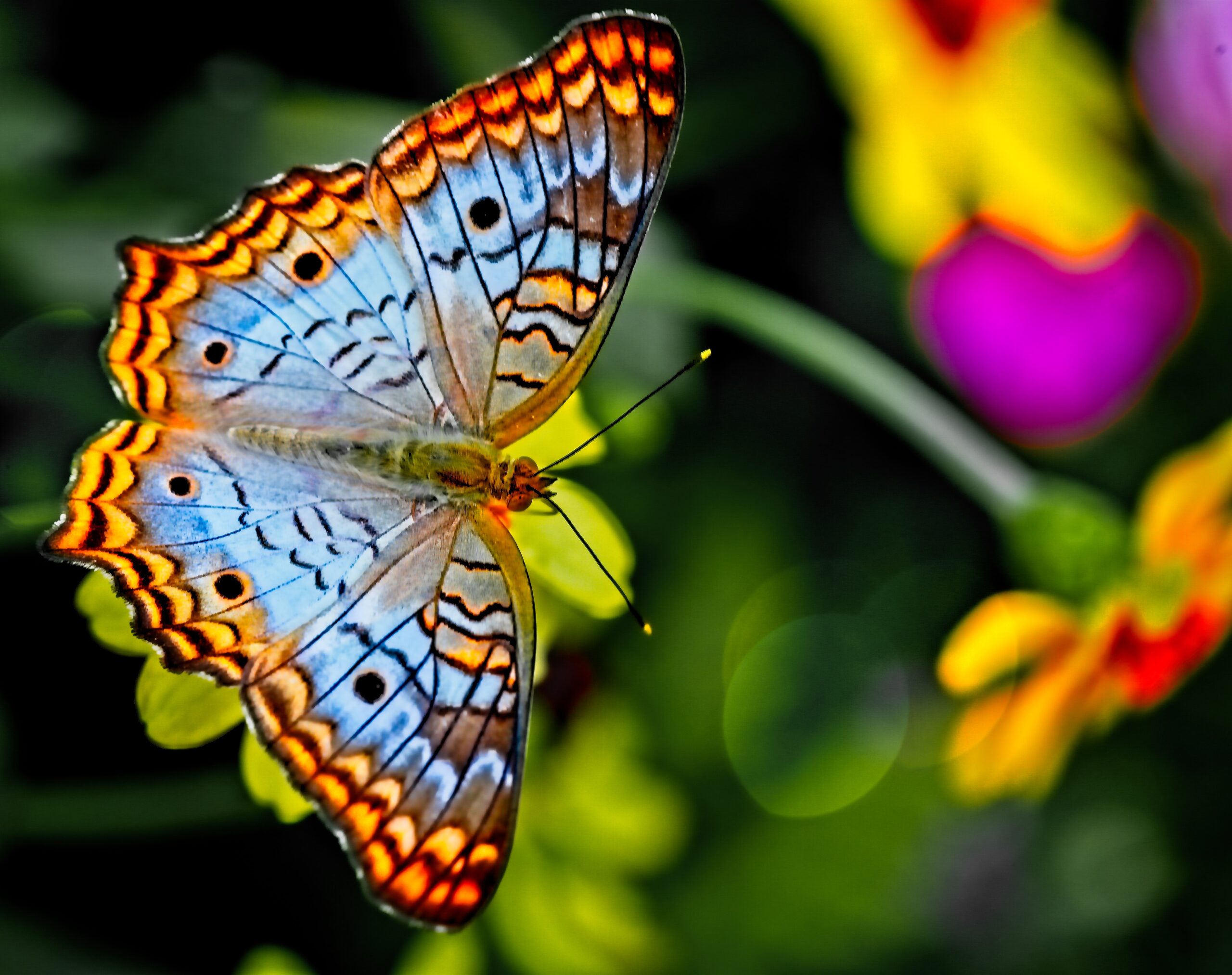 Butterfly, symbol of dormant dreams reawakened